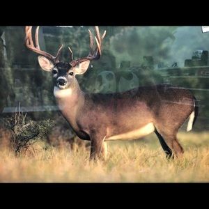 Meet your Posher, Ines